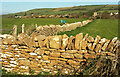 SY4889 : Walls near Burton Bradstock by Derek Harper