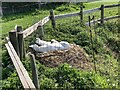 SJ7952 : Mute Swan on nest at Mill End, Audley by Jonathan Hutchins