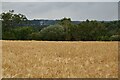 TQ5247 : Ripening barley by N Chadwick