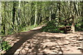 SO3216 : Bench seat at foot of steps in woodland by M J Roscoe