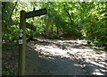 SP0075 : North Worcestershire Path at Lickey Hills by Mat Fascione