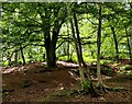 SP0075 : Woodland at the Lickey Hills Country Park by Mat Fascione