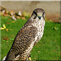 NC8500 : Peregrine Falcon at Dunrobin Castle by David Dixon