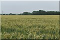 TL3562 : Barley field by N Chadwick