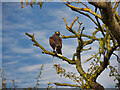 SJ5117 : Hawk in a Tree near Battlefield Bird of Prey Centre by David Dixon