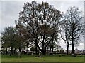 SO9995 : Trees in Wood Green cemetery, Wednesbury by A J Paxton