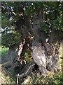 SP2691 : Trunk of an ancient split oak, Monwode Lea by A J Paxton