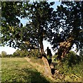 SP2691 : The Monwode Oak, viewed from the south by A J Paxton