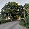 SP2781 : Oak tree, Pickford Grange Lane by A J Paxton