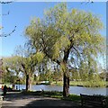 SP2864 : Willows by the Avon, Warwick by A J Paxton