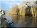 SE6052 : Sunlit weeping willow, York by Christine Johnstone