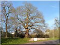 SP3476 : Whitley Abbey trees by Scimitar Way by A J Paxton