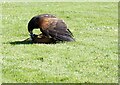 NC8500 : Hector the Harris Hawk by Gerald England