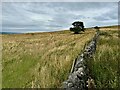 SK1873 : A limestone wall with a lonely hawthorn by David Lally