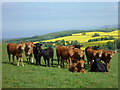 NT6873 : East Lothian Landscape : All Eyes On The Geographer by Richard West