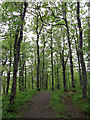  : Woodland walk, Strone Hill by Hugh Venables