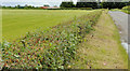  : Flat countryside near Moira (2) by Albert Bridge