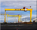 J3575 : The most famous cranes in Belfast by Rossographer