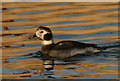 NJ1469 : The Long-tailed Duck (Clangula hyemalis) by Des Colhoun