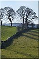 SK0949 : Trees and wall near Broadhurst Farm by David Lally