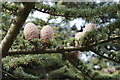 SE5007 : Pine Cones in the grounds of Brodsworth Hall by Dave Pickersgill