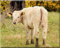 J3370 : Cattle, Lagan Meadows, Belfast (3) by Albert Bridge