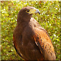 SD5705 : Harris's Hawk by David Dixon