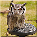 SD5705 : Southern White-Faced Owl (Ptilopsis granti) by David Dixon