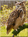 SD5705 : European Eagle Owl by David Dixon