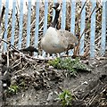 SJ9398 : Nesting Canada Goose by Gerald England