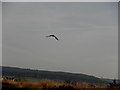 H6164 : Bird of prey, Dunmoyle by Kenneth  Allen