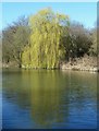 SP9313 : Weeping Willow beside the Grand Union by Rob Farrow