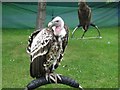 NT1372 : Birds of prey at the 2014 Royal Highland Show by Graham Robson