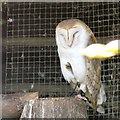 SH8081 : White Breasted Barn Owl (Tyto alba alba) by Gerald England