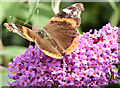 J4371 : Red admiral and buddleia, Comber Greenway (August 2014) by Albert Bridge