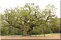 SK6267 : The Major Oak by Richard Croft