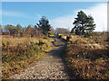 SU8359 : Sandy track, Yateley Common by Alan Hunt