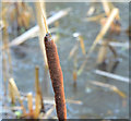 J3370 : Winter reedmace, Lagan canal, Belfast (January 2015) by Albert Bridge