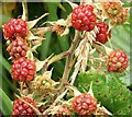 J4372 : Blackberries, Comber Greenway - October 2015(1) by Albert Bridge