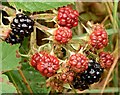 J4372 : Blackberries, Comber Greenway - October 2015(2) by Albert Bridge