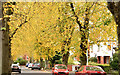 J3774 : Autumn trees, Ballyhackamore, Belfast (October 2015) by Albert Bridge