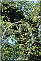 NT6436 : A barn owl in a tree at Smailholm by Walter Baxter