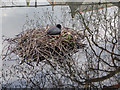 TQ3296 : Coot's Nest, New River Loop, Gentleman's Row, Enfield by Christine Matthews