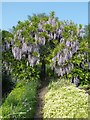 TQ5509 : Wisteria in the kitchen garden at Michelham Priory by Rob Farrow