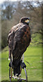 TQ7825 : Harris Hawk at Bodiam Castle, East Sussex by Christine Matthews