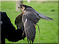 SE6083 : Lanner Falcon, National Centre for Birds of Prey by David Dixon