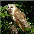 SN0113 : Barn owl, Picton Castle by Robin Drayton