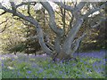 NT6873 : Bluebells in an Oak Wood by Jennifer Petrie