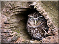  : Little Owl by David Dixon