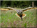  : Bengal Eagle Owl at Shropshire Falconry by David Dixon